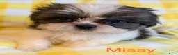 Shih Tzu dogs for sale: Beautiful Shih Tzu puppies  - Advert 3