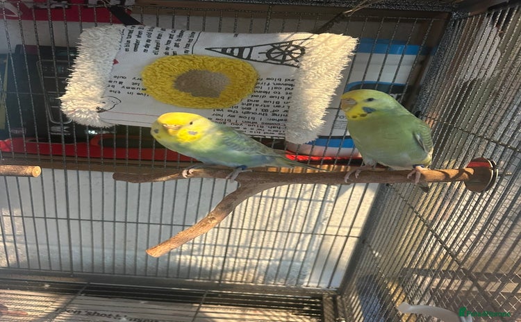 Budgerigars birds - Advert 1