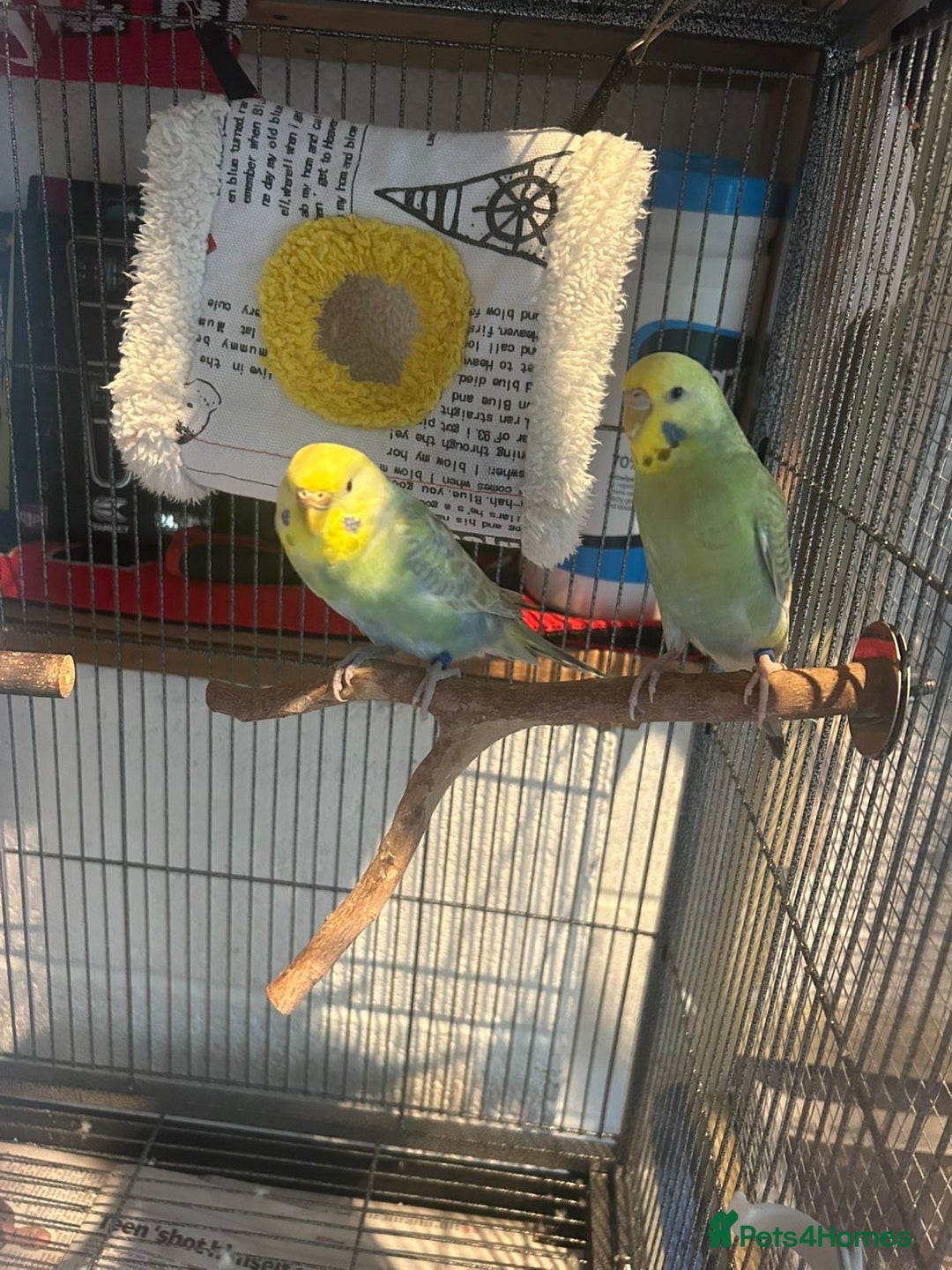 Budgerigars birds for sale: 2 lovely rainbow budgies for sale  - Image 1