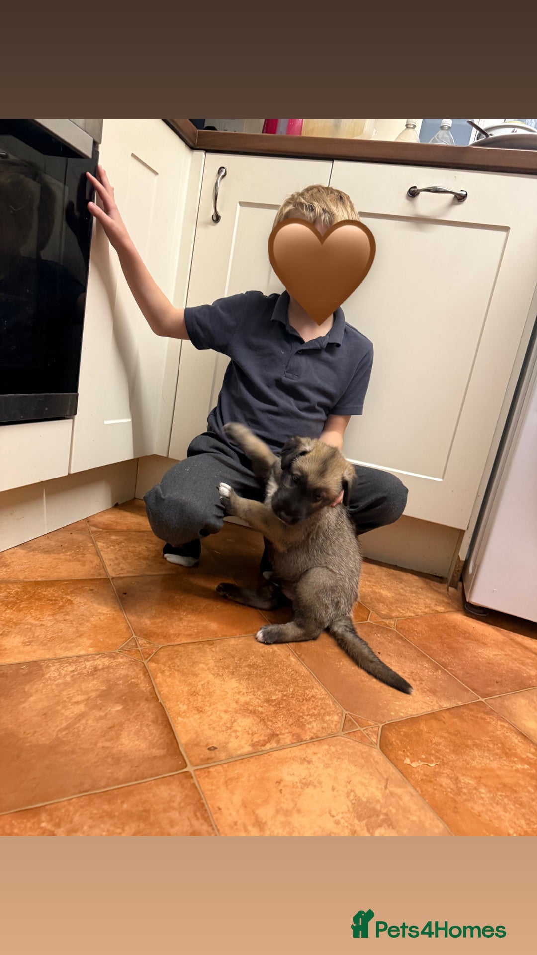 Irish Wolfhound dogs for sale: Bred From Extensively Health Tested Parents - Advert 25