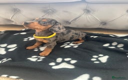 Miniature Dachshund dogs for sale: Miniature dapple dachshund  - Image 4