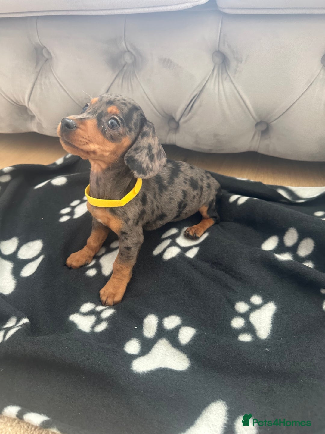 Miniature Dachshund dogs for sale: Miniature dapple dachshund  - Image 4