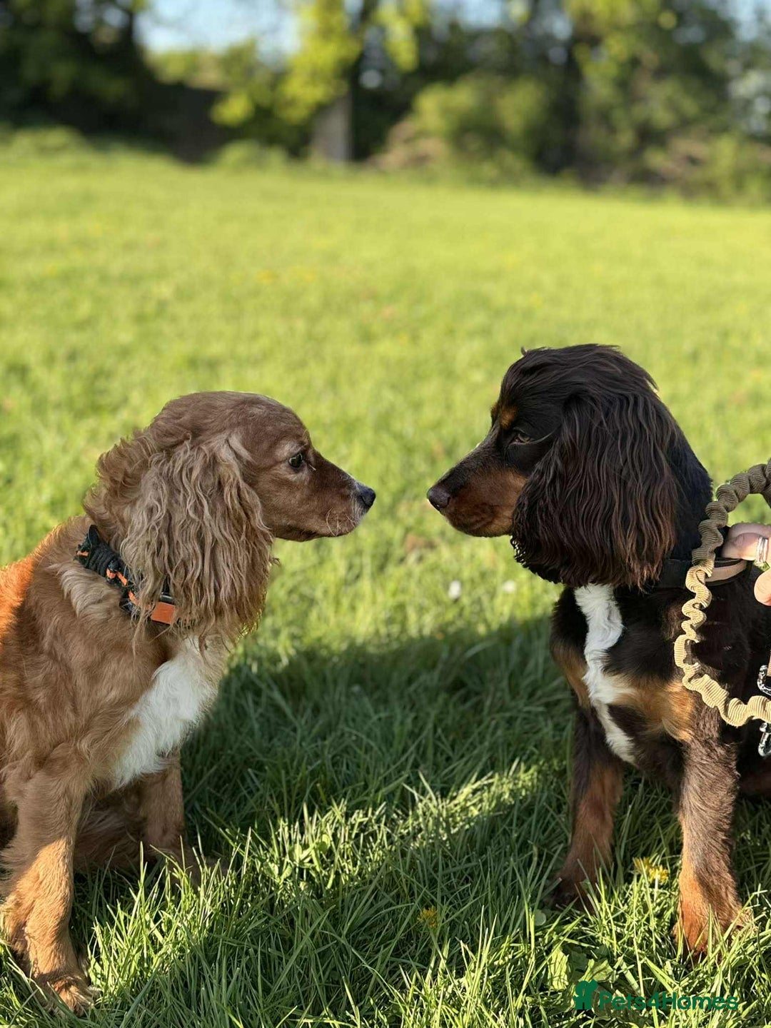 Cockapoo dogs for sale: Beautiful Cockapoo girl left  - Advert 5