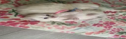 Ragdoll cats for sale: 💖 Beautiful Ragdoll kittens for Sale 💖 - Advert 22