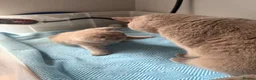 British Shorthair cats for sale: Beautiful lilac BSH GCCF - Advert 26