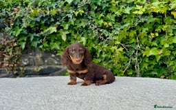 Miniature Dachshund dogs for sale: Long Haired Miniature Dachshunds - READY NOW! - Image 4