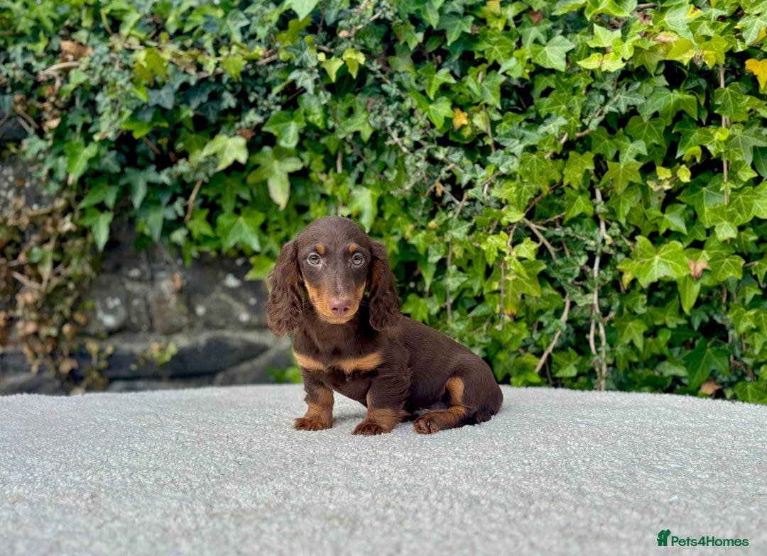 Miniature Dachshund dogs for sale: Long Haired Miniature Dachshunds - READY NOW! - Image 4