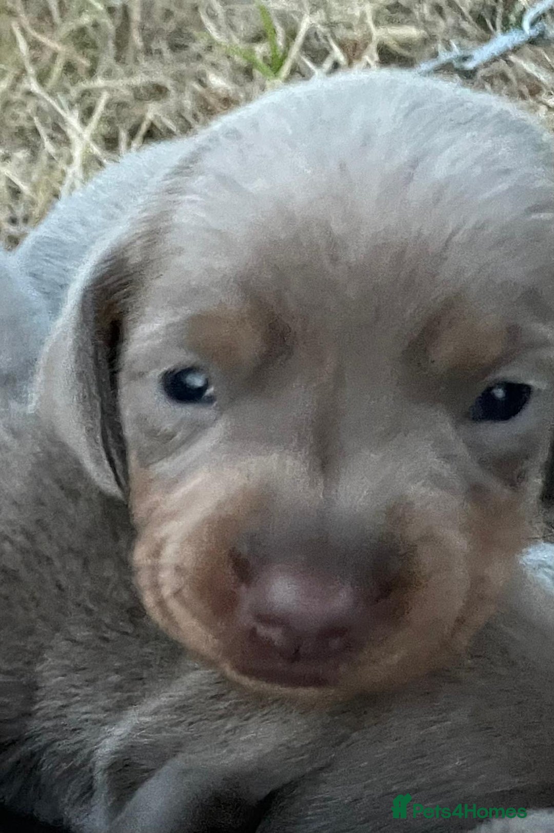 Miniature Dachshund dogs for sale: Miniature dachshund - Image 1
