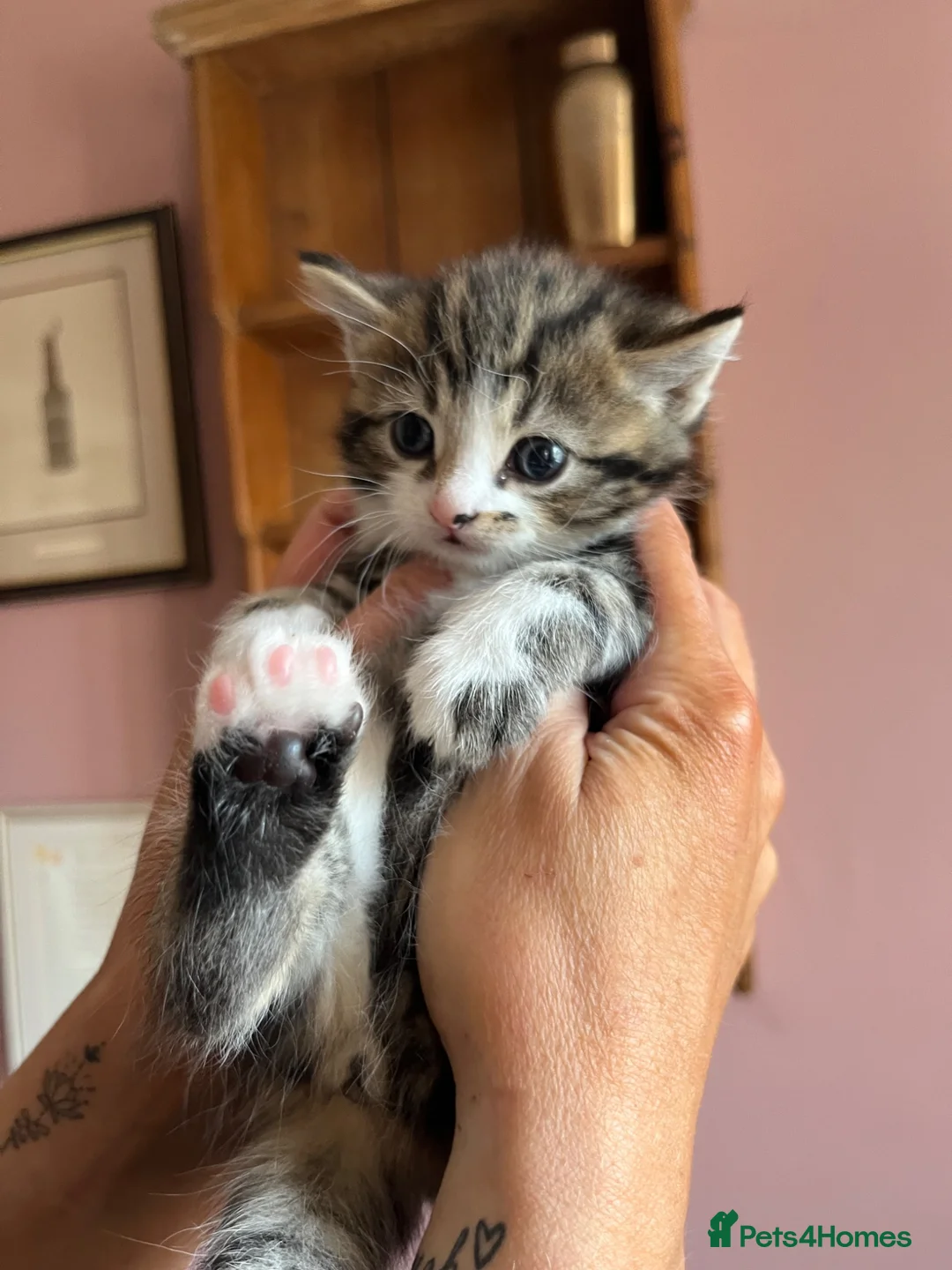 Mixed Breed cats for sale: Mixed breed kittens  - Advert 2