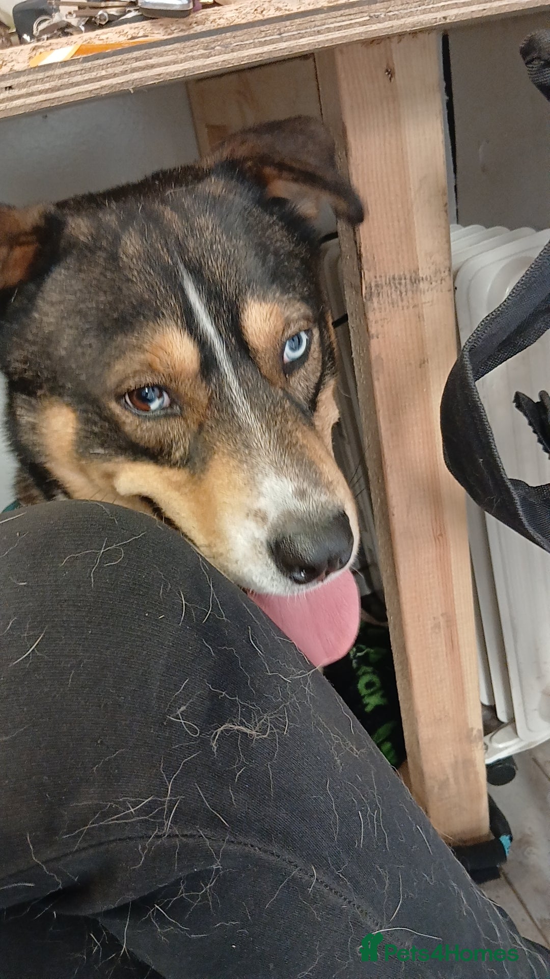 Mixed Breed dogs for sale: Male husky cross - Image 4