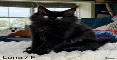 Maine Coon cats - Advert 2