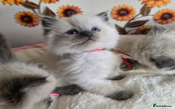 Ragdoll cats for sale: Registered male Ragdoll kittens  - Image 11