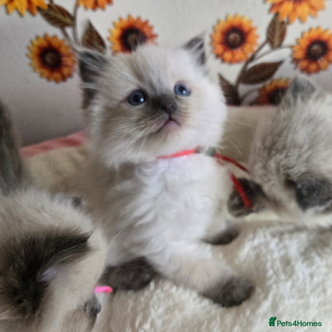 Ragdoll cats for sale: Registered male Ragdoll kittens  - Image 11