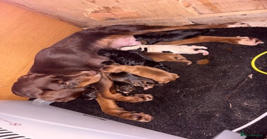 Mixed Breed dogs - Advert 13