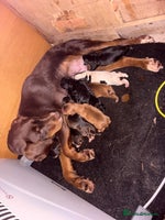 Mixed Breed dogs - Advert 9