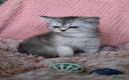 British Shorthair cats for sale: 🐾❣️ Beautiful BSH last Girl 💕 PEDIGREE - Image 5