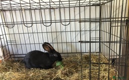 English Spot rabbits for sale: English Rabbits for sale  - Image 4