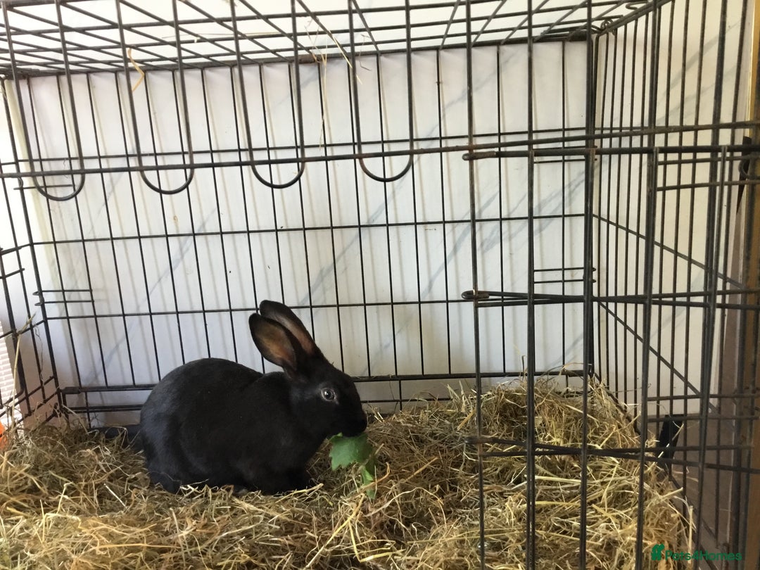 English Spot rabbits for sale: English Rabbits for sale  - Image 4