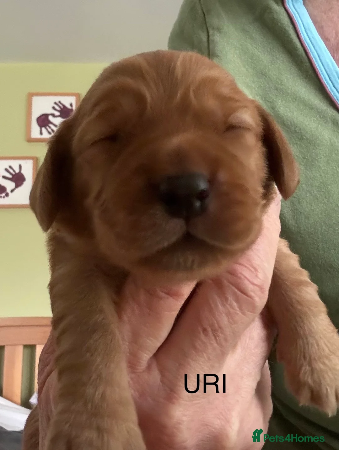 Cocker Spaniel dogs for sale: KC Reg fully health tested red/golden w/cockers - Advert 17