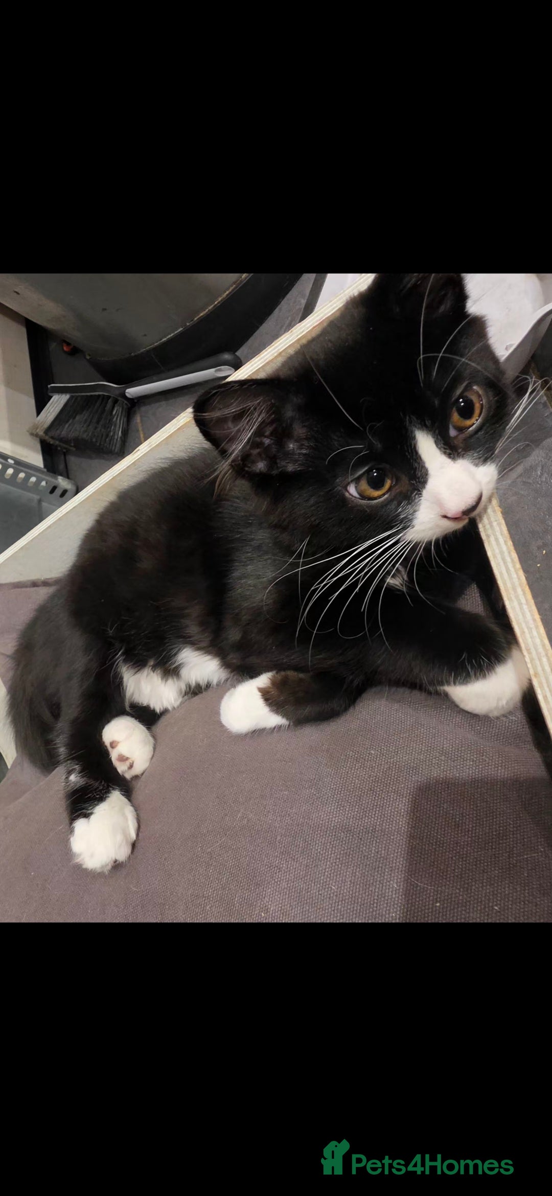 Mixed Breed cats Beautiful kittens looking for there forever homes  - Advert 2