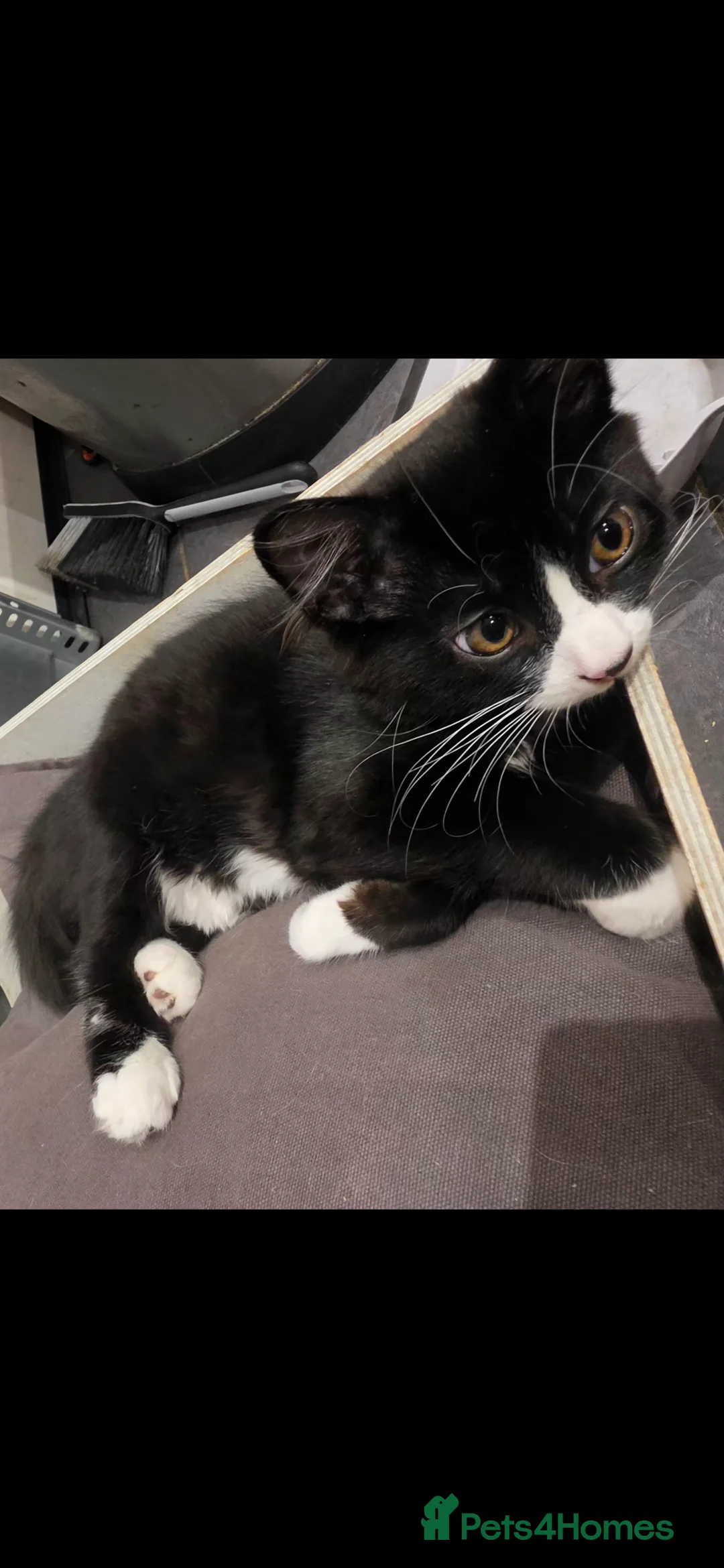 Mixed Breed cats for sale: Beautiful kittens looking for there forever homes  - Advert 2