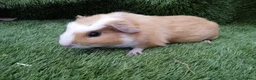 Guinea Pig rodents for sale: Abyssinian boys and pet boys  - Advert 7