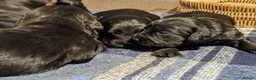 Cocker Spaniel dogs for sale: Black Working Cocker Spaniel Pups - Advert 13