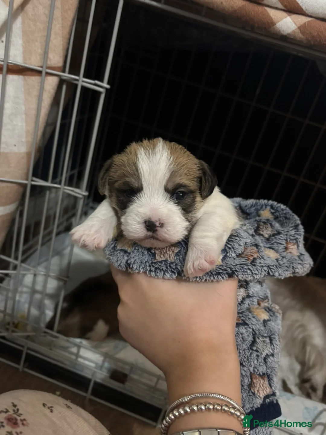 Shorkie dogs for sale: Shorkie x puppies  - Advert 9