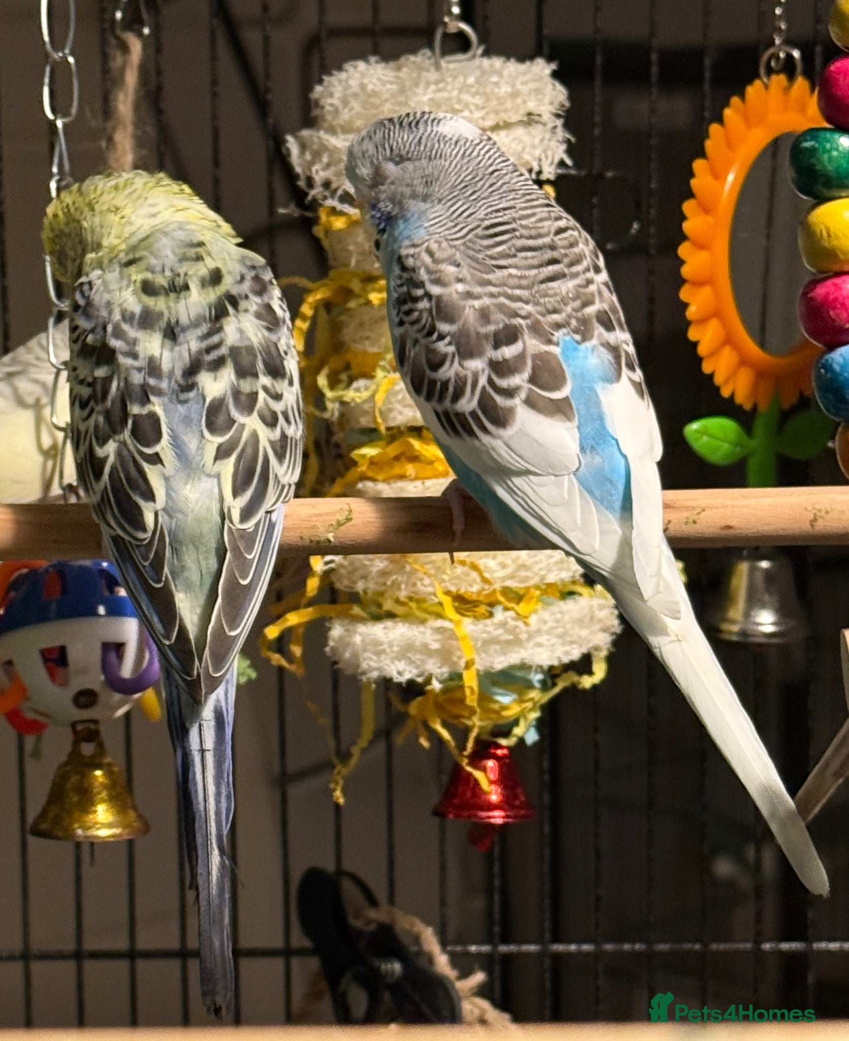 Budgerigars birds pair of bonded young budgies wa7 area  - Advert 1