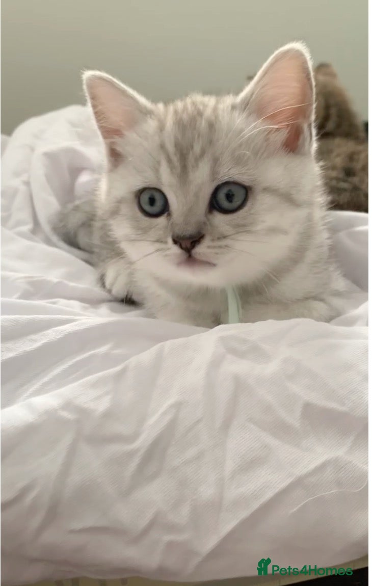 British Shorthair cats Beautiful British Shorthair Babies 🤍 - Advert 17