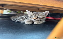 Mixed Breed cats for sale: Cat and kitten for sale  - Image 4