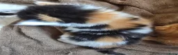 Mixed Breed cats for sale: Beautiful kittens avaliable  - Advert 3