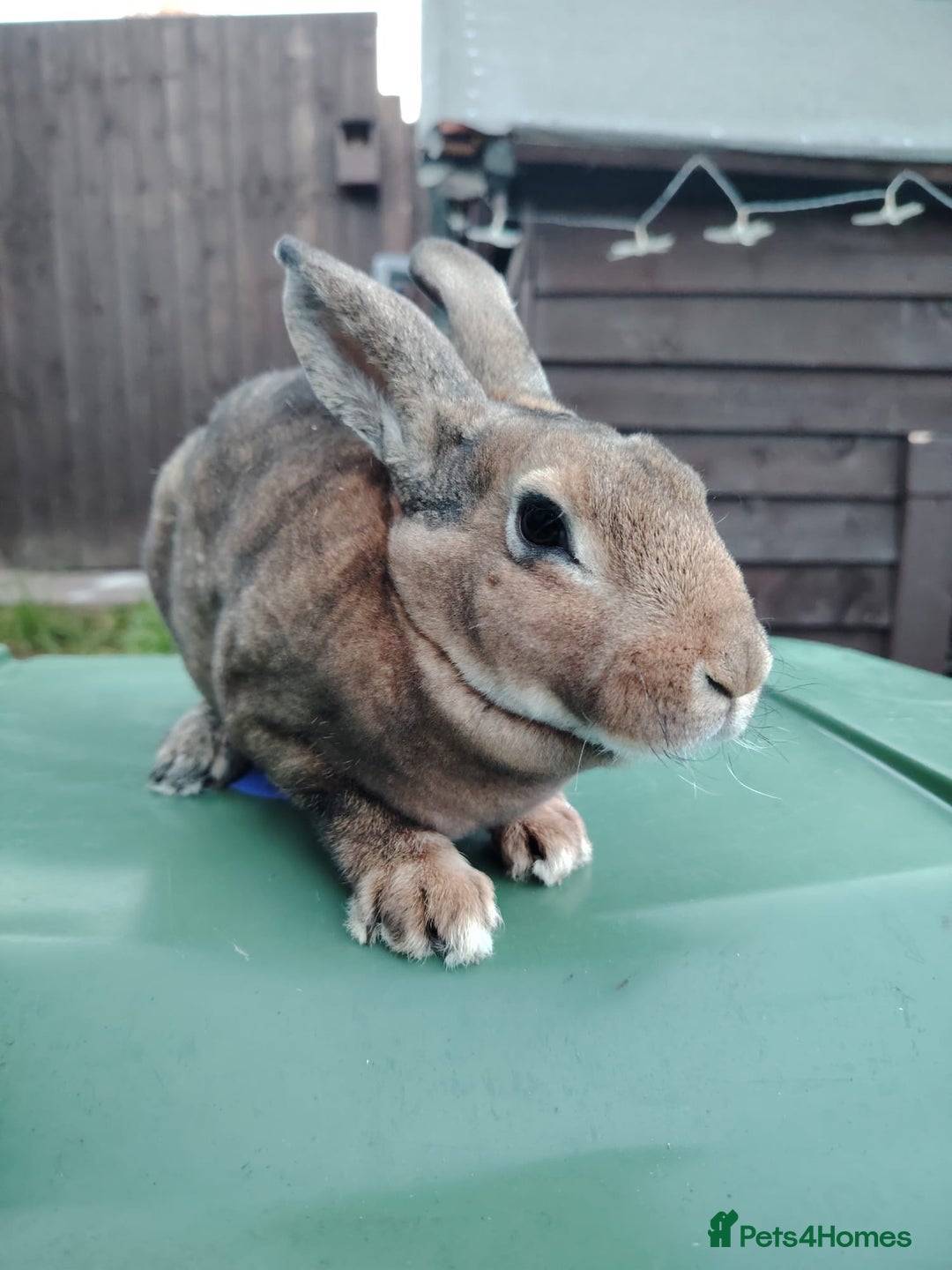 Mixed Breed rabbits for sale: Updated in 7 November bunnies - Advert 2