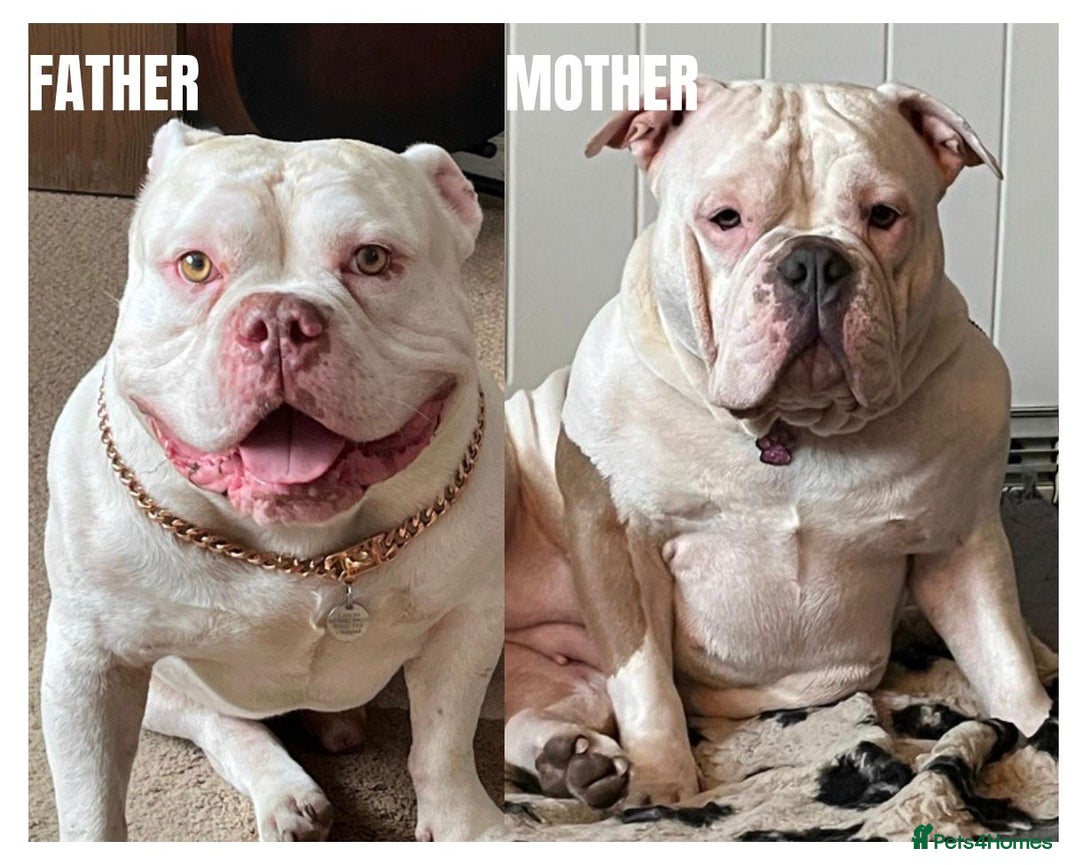 American Bully dogs for sale: American pocket bully  - Advert 7