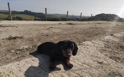 Miniature Dachshund dogs for sale: Kc reg Miniature dachshunds - Image 7