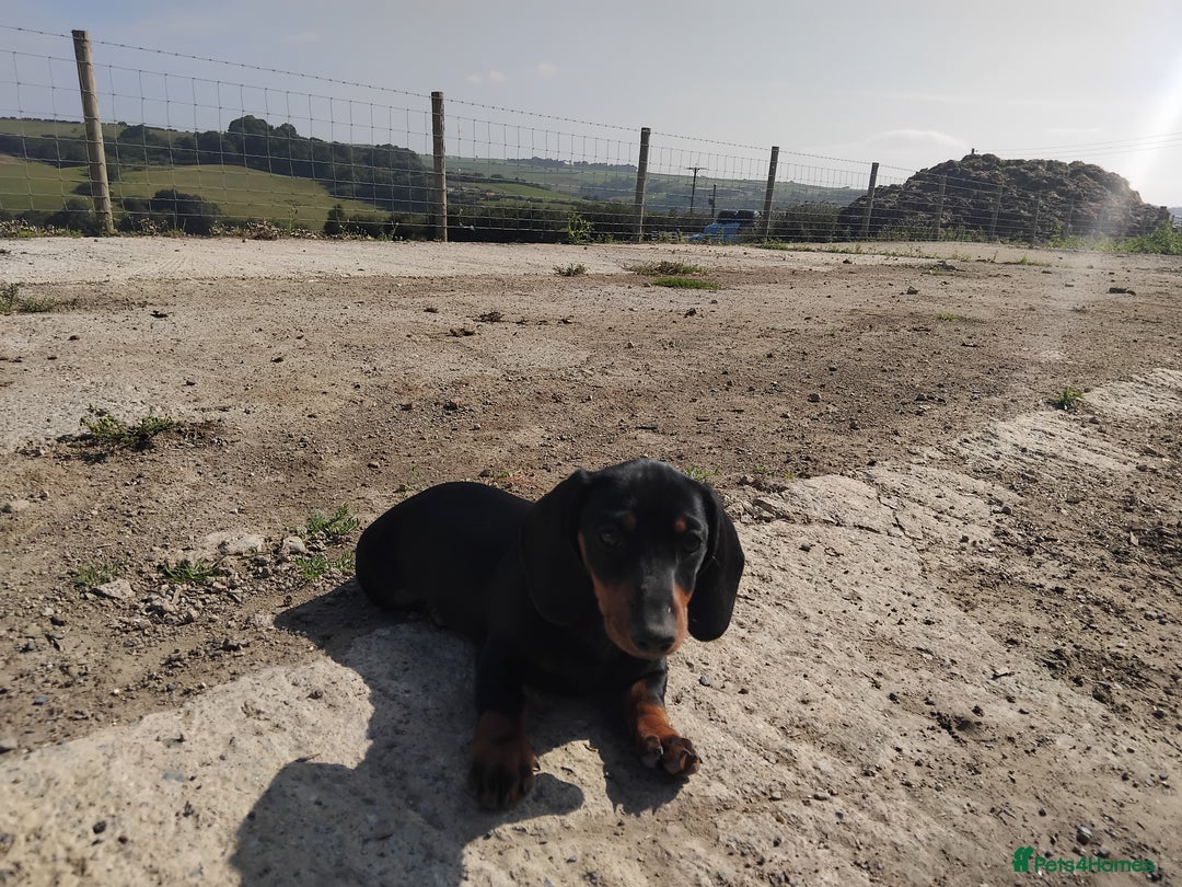 Miniature Dachshund dogs for sale: Kc reg Miniature dachshunds - Image 7