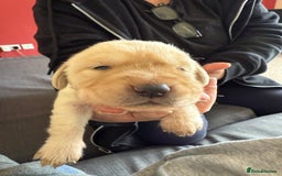 Goldador dogs for sale: 9 gorgeous goldador’s for sale - Image 1