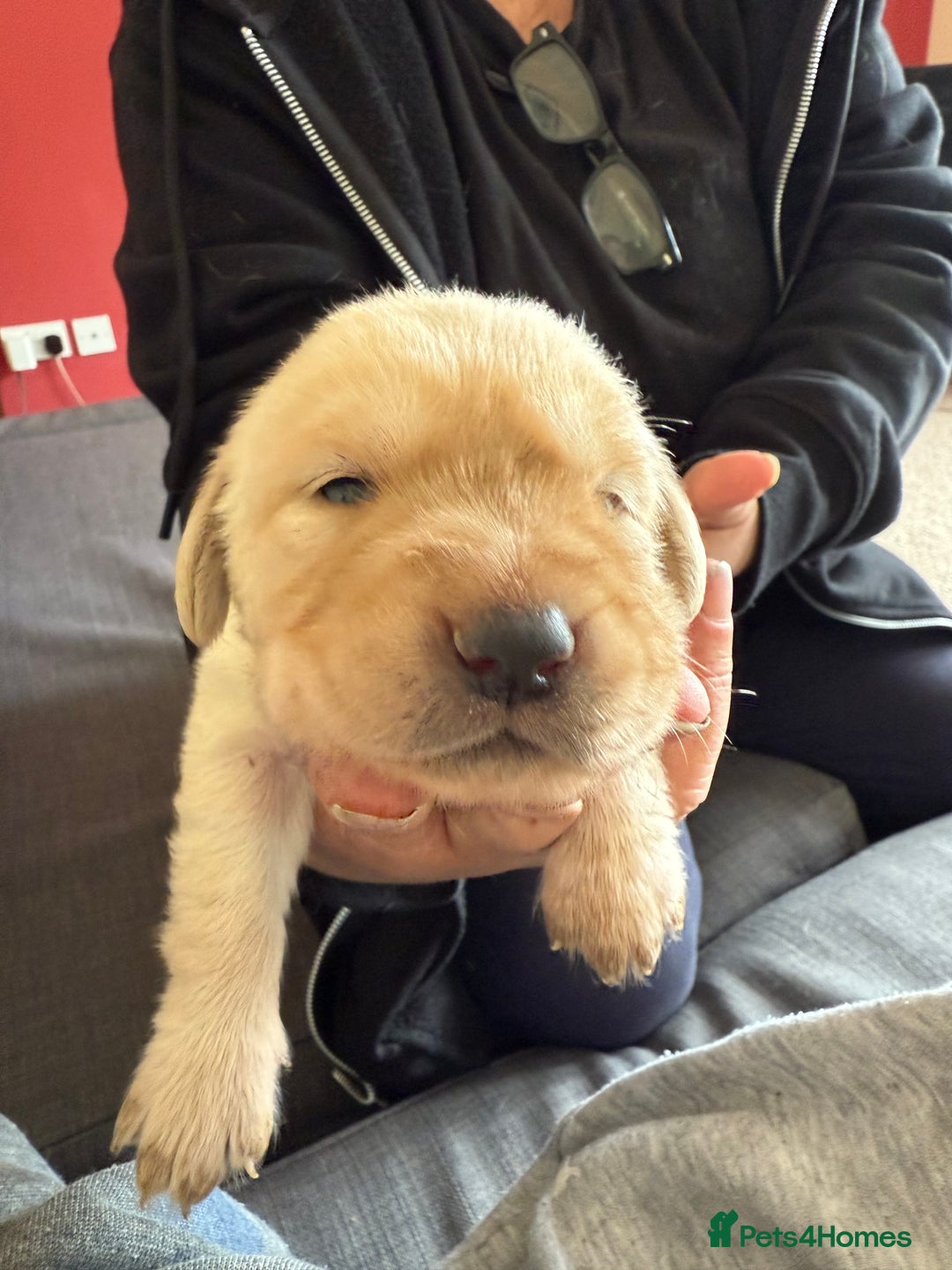Goldador dogs for sale: 9 gorgeous goldador’s for sale - Image 1