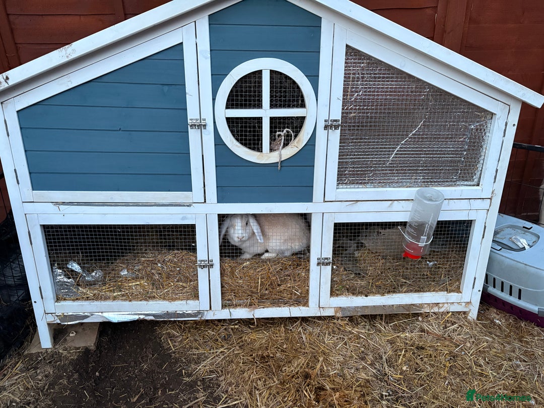 Mixed Breed rabbits for sale: 2 mini lop x French female rabbits for sale - Advert 4