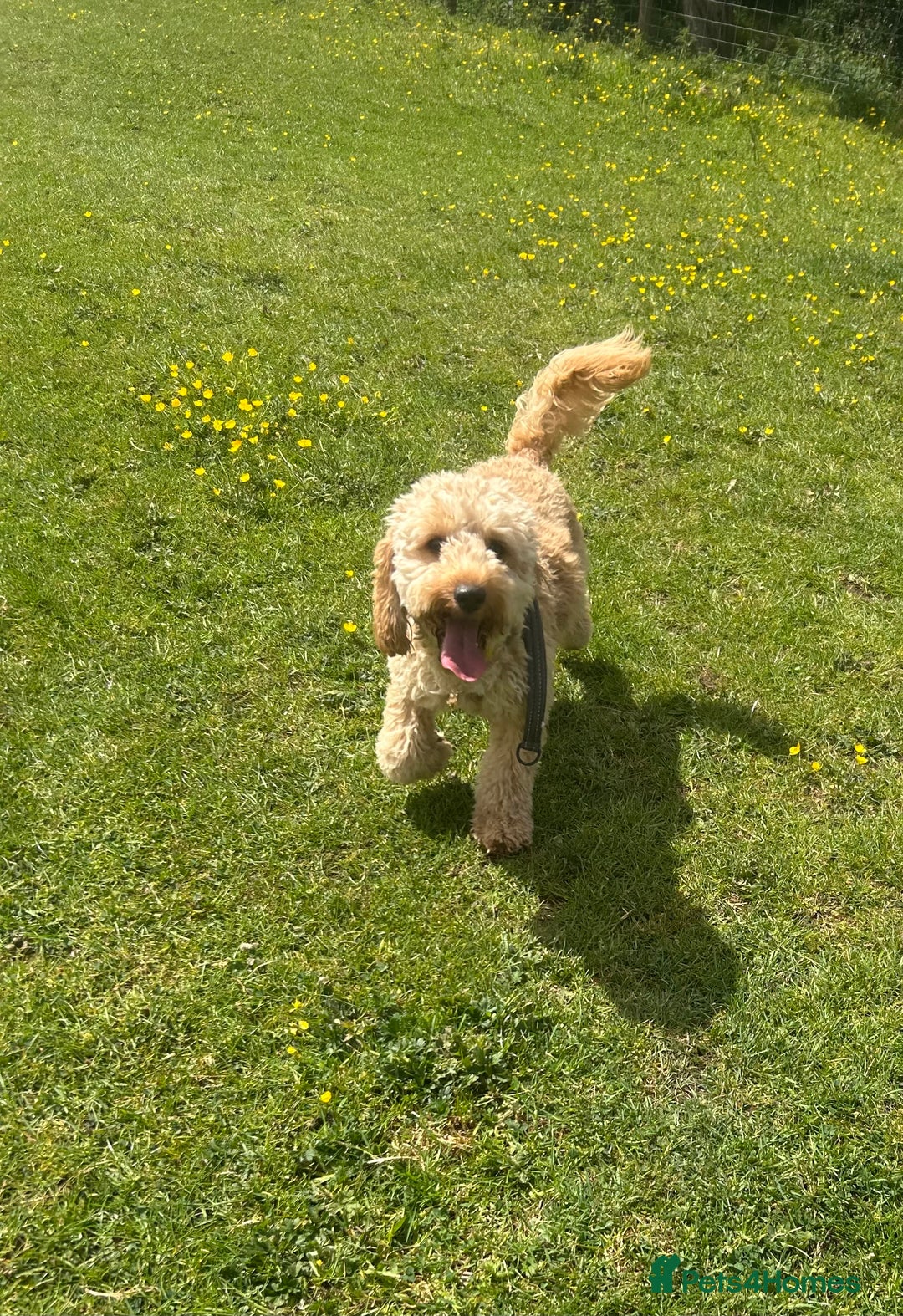 Cockapoo dogs for sale: 2 cockapoo 1 cavapoo  - Image 4