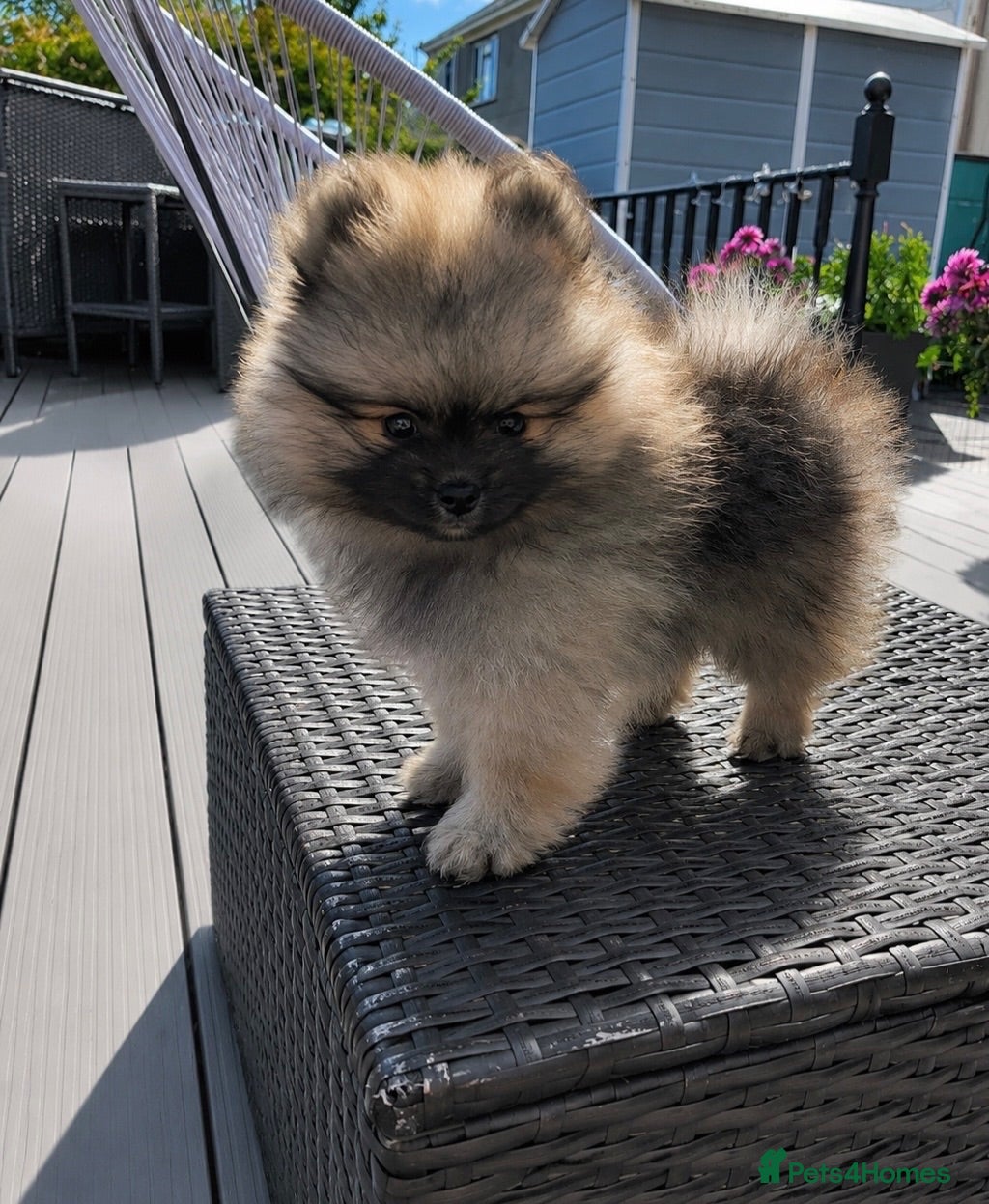 Pomeranian dogs ✨Ready now! Kc Teddy Bear Poms✨ - Advert 1