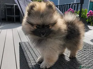 Pomeranian dogs ✨Ready now! Kc Teddy Bear Poms✨ - Advert 1
