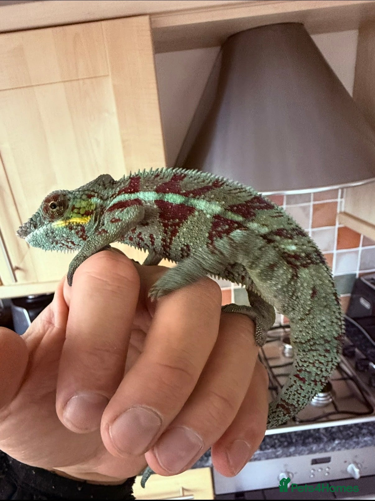 Chameleon reptiles Male Ambilobe Juvenile Chameleon and set up - Advert 2