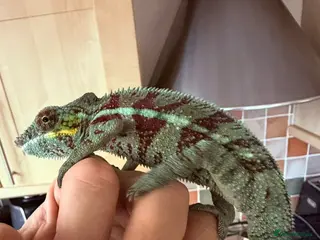 Chameleon reptiles Male Ambilobe Juvenile Chameleon and set up - Advert 1