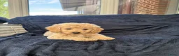 Cavapoochon dogs for sale: Beautiful Cavapoochon Puppies - Ready Now  - Advert 13