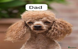 Cockapoo dogs for sale: Beautiful Toy f2 Cockapoos  - Image 18