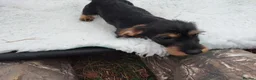 Dachshund dogs for sale: Minature wired hair dachshund male  in Monmouth - Advert 10