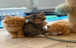 Mixed Breed cats for sale: Ready now! 6 beautiful kittens - Advert 12