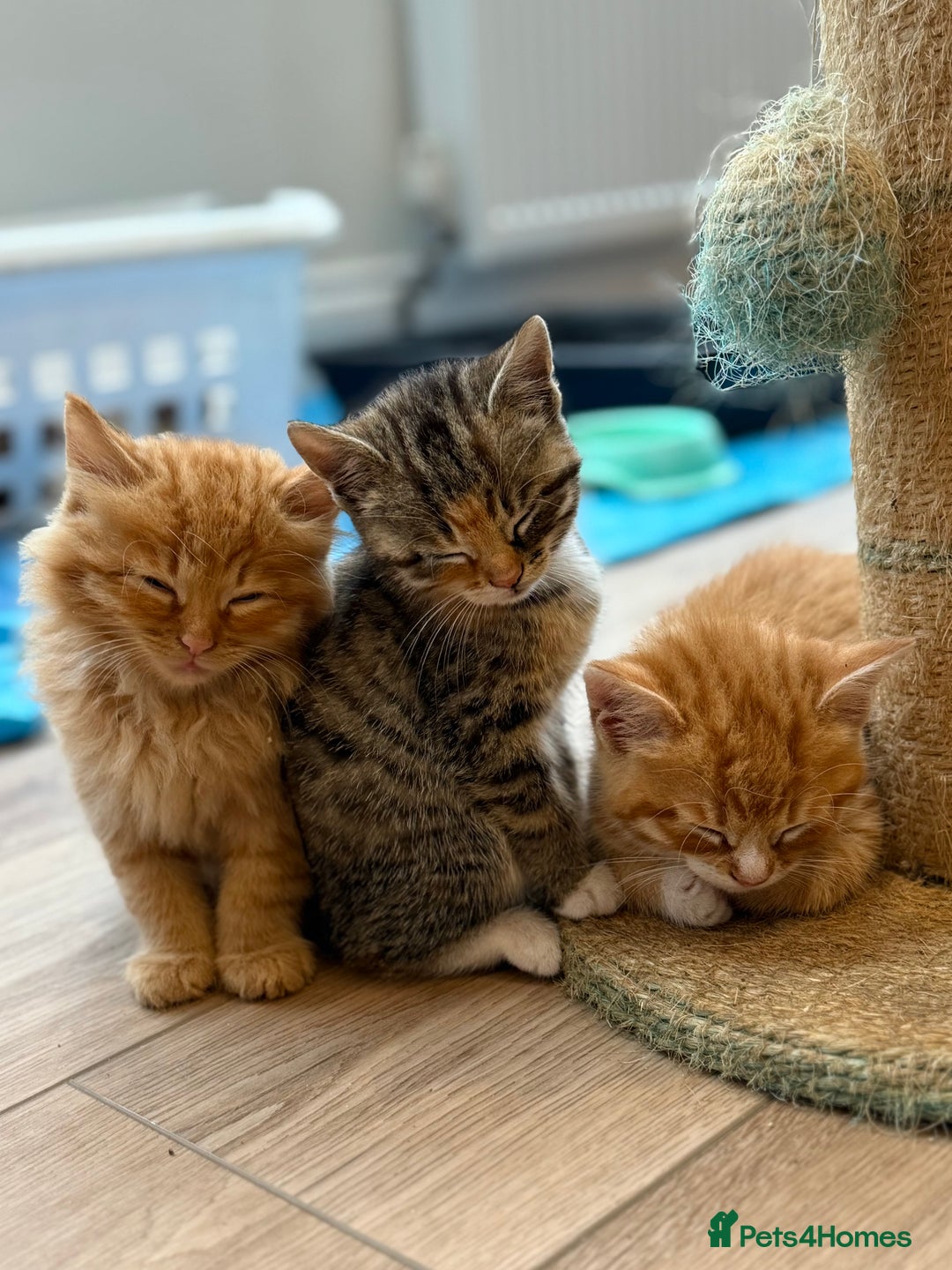 Mixed Breed cats for sale: Ready now! 6 beautiful kittens - Advert 12