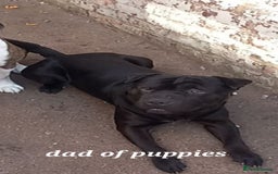 Mixed Breed dogs for sale: Staff x shar pei puppies  - Image 4